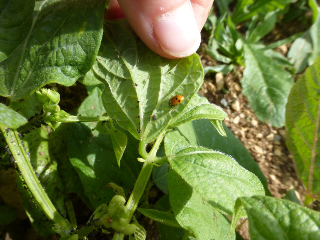 Invasion de pucerons sur les haricots fait le bonheur des coccinelles Incroyables Comestibles